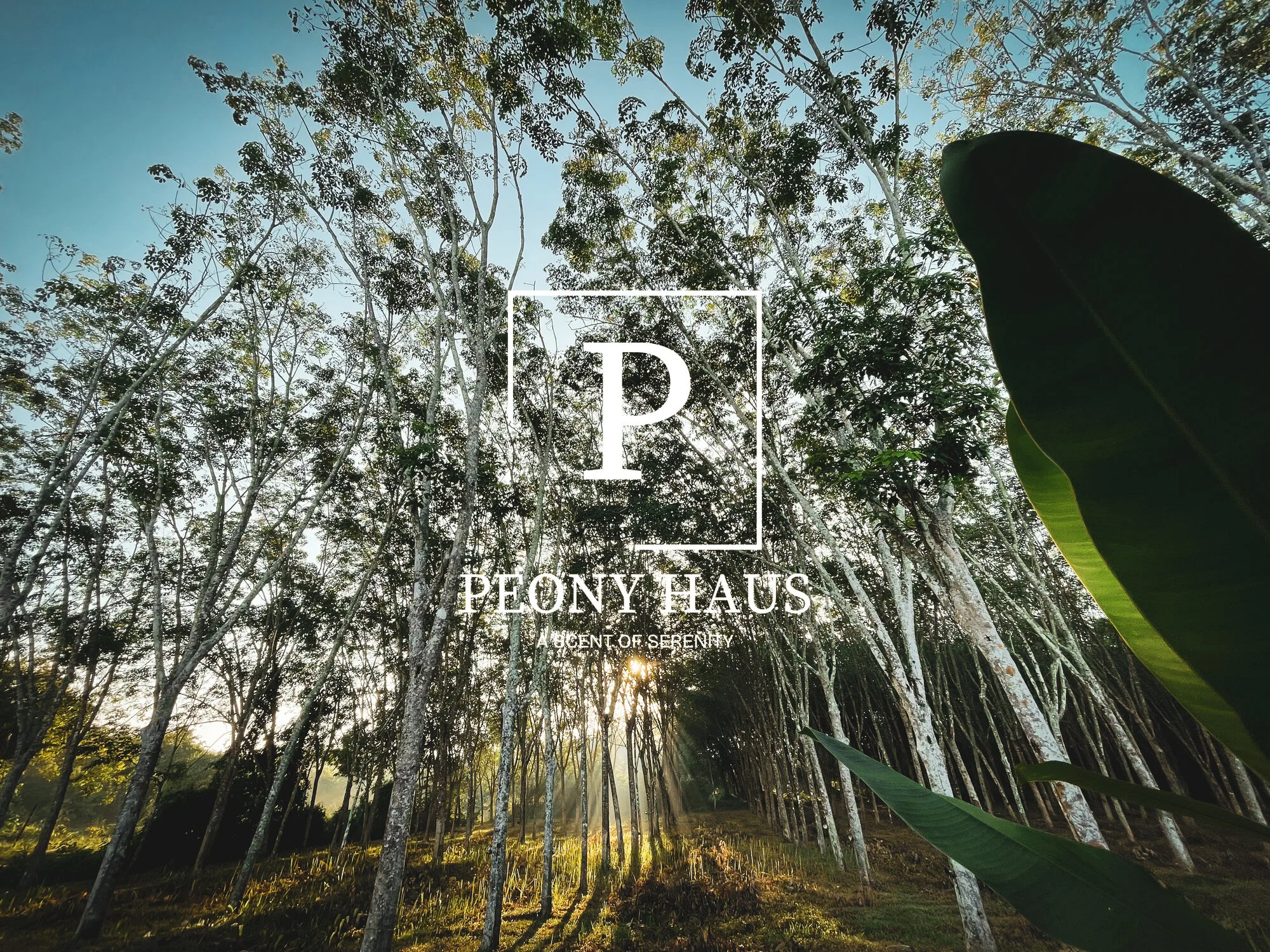 Peony Haus, a scent of serenity